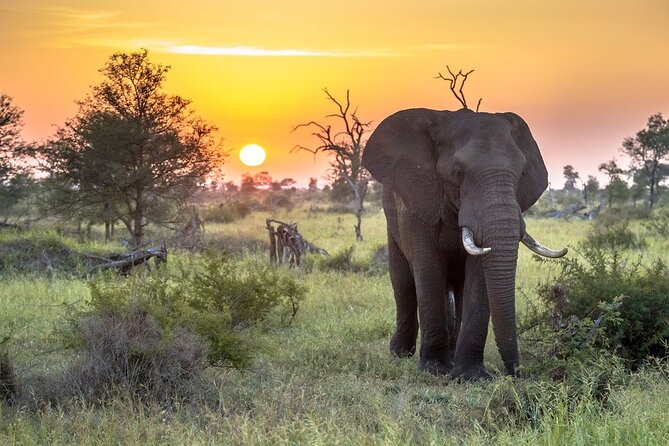 3 Day Kruger National Park Safari & Panorama Route - The sunset safari: three hours in an open vehicle