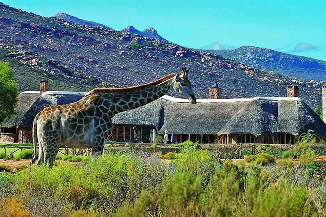 3 Day Luxury Aquila Private Game Reserve - Key things to know before booking