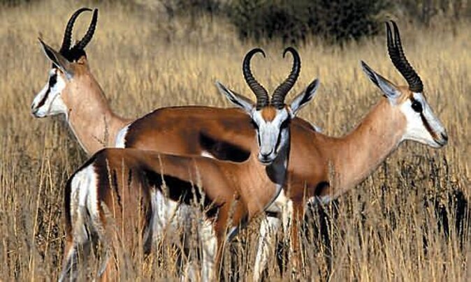 3 Day Luxury Aquila Private Game Reserve - Food, lodging, and the meaning of luxury