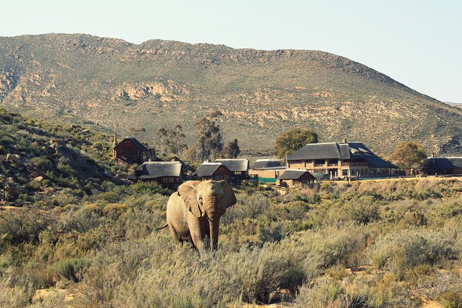 3 Day Luxury Aquila Private Game Reserve - Day one: lunch, orientation, and the first safari