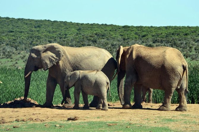 3 Day Wildlife Safari Tour - Garden Route Small Group Tour from Cape Town - What the $427.12 price really covers