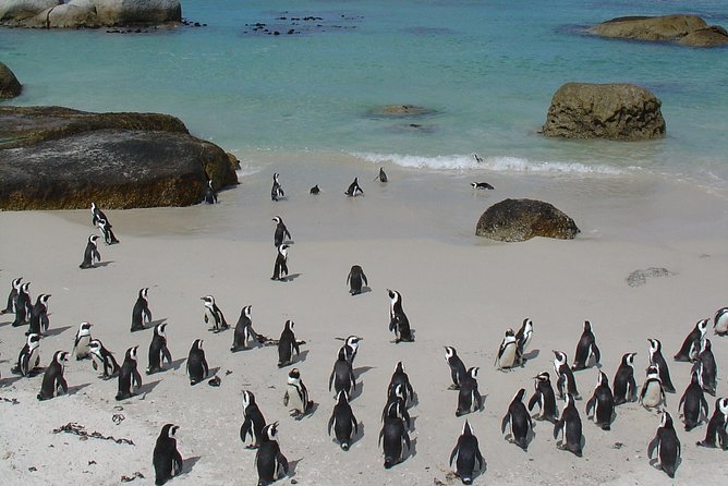 3 Day Wildlife Safari Tour - Garden Route Small Group Tour from Cape Town - Group size, guides, and the pace