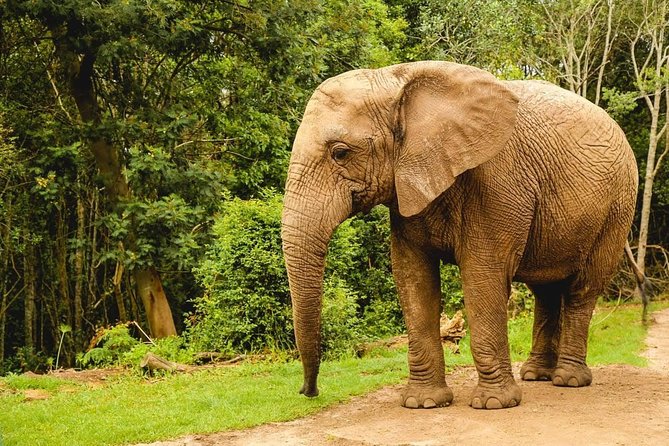 3 Day Wildlife Safari Tour - Garden Route Small Group Tour from Cape Town - Who should book this Garden Route safari