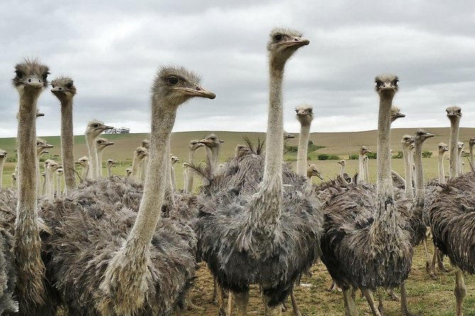 3 Days 2 Nights Garden Route Private Tour from Cape Town - The 6:30 a.m. start and the long ride east