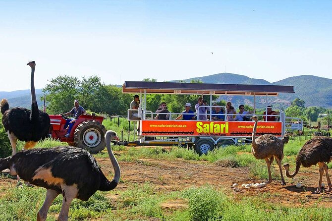 3 Days 2 Nights Garden Route Private Tour from Cape Town - Birds of Eden and Monkey Land near Plettenberg Bay