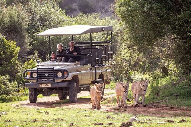 3 Days 2 Nights Garden Route Private Tour from Cape Town - Botlierskop: your best chance for a safari on the route