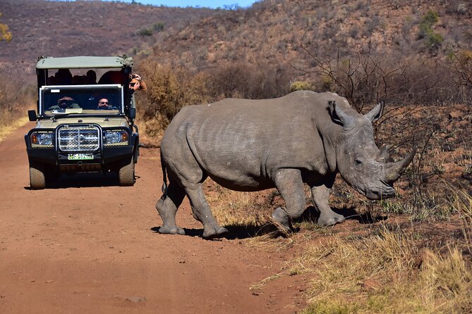 3-Hour Private Game Drive of Pilanesberg National Park - Morning or afternoon: which departure suits you?