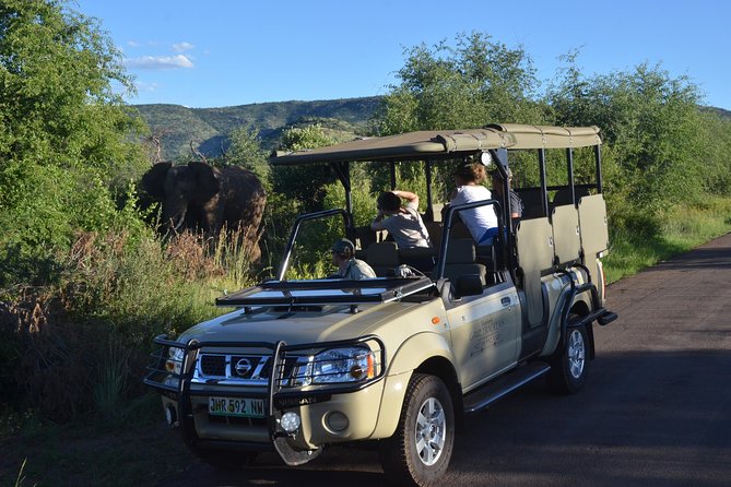 3-Hour Private Game Drive of Pilanesberg National Park - The animals you might see in Pilanesberg