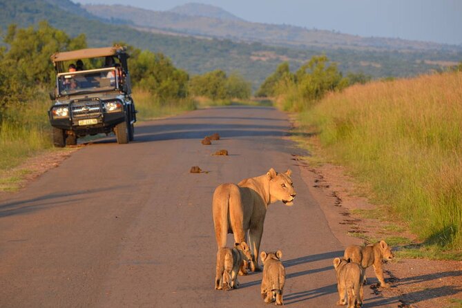 3-Hour Scheduled Safari Game Drive in Pilanesberg National Park - Why this Pilanesberg drive works well from Sun City