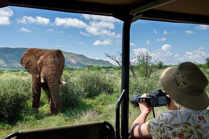3-Hour Scheduled Safari Game Drive in Pilanesberg National Park - Lions, elephants, rhinos, and the search for a leopard