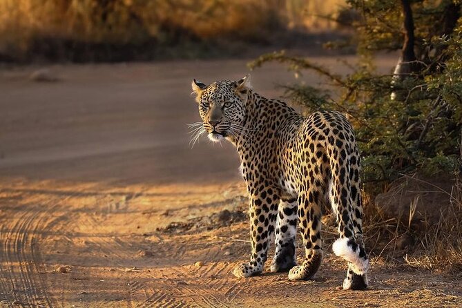 3-Hour Scheduled Safari Game Drive in Pilanesberg National Park - Tiaan and the value of a strong guide