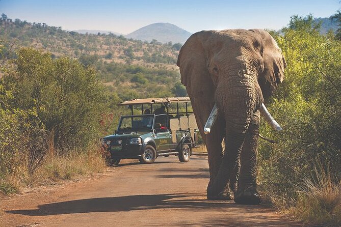 3-Hour Scheduled Safari Game Drive in Pilanesberg National Park - Is $54.80 a fair price?
