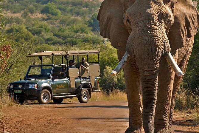 3-Hour Scheduled Safari Game Drive in Pilanesberg National Park - Practical details before you book