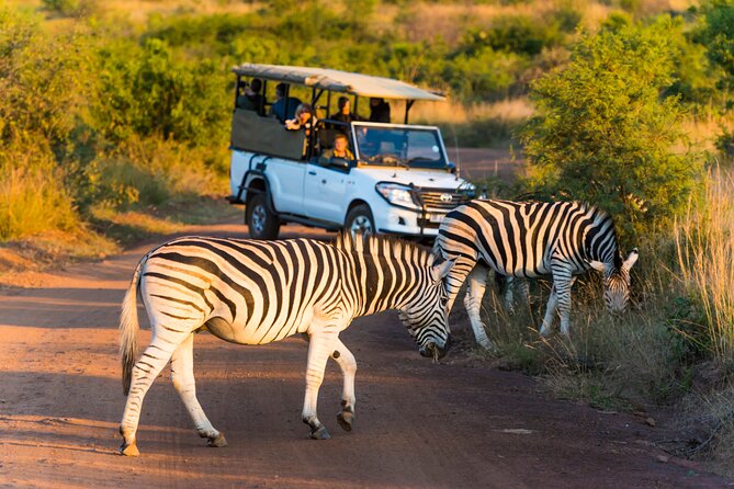 3-Hour Scheduled Safari Game Drive in Pilanesberg National Park - Three hours inside Pilanesberg National Park