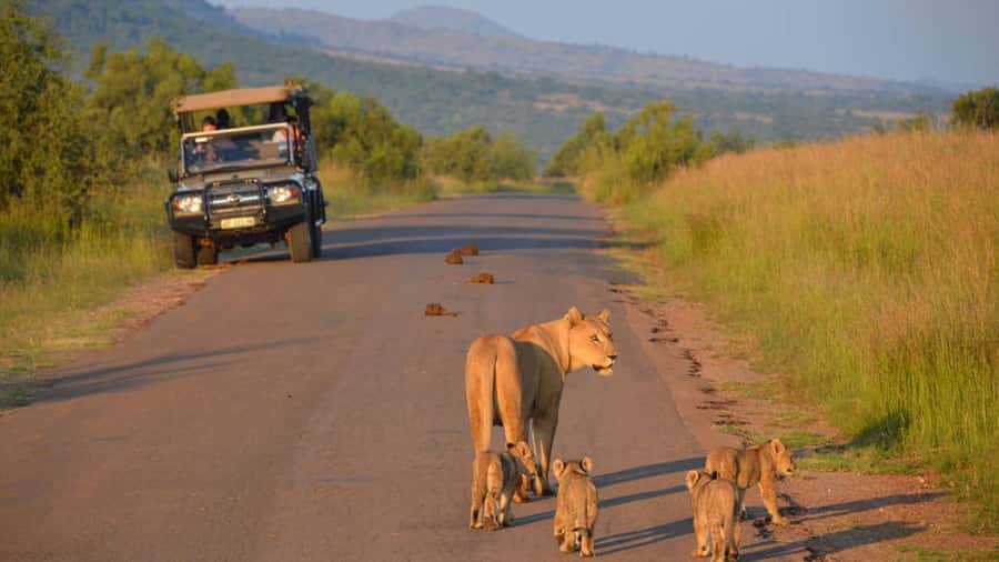 3-Hour Shared Game Drive in Pilanesberg National Park - Comfort, timing, and who should skip it
