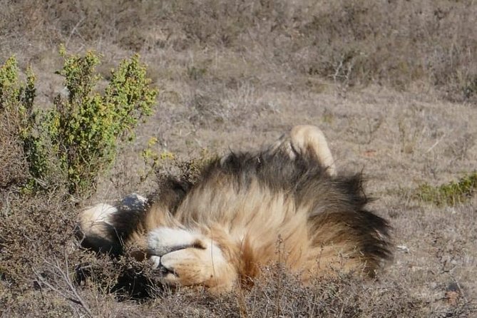 4 Day Garden Route Adventure & Safari - Accommodation, meals, and daily comfort