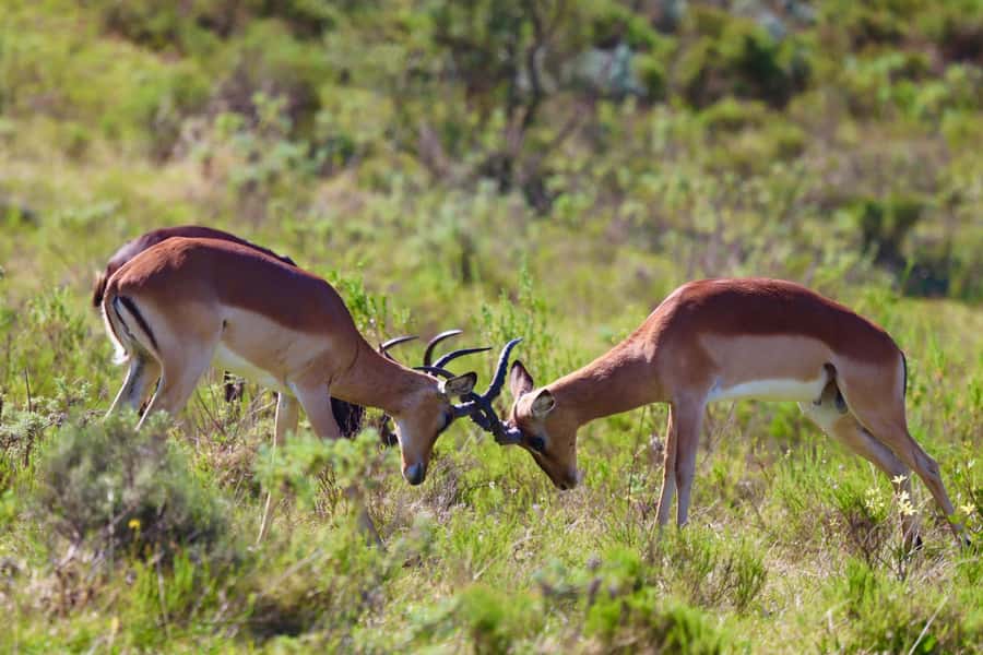 4-Day Garden Route Experience - Day 2: Ostriches, Knysna Heads, and Storms River