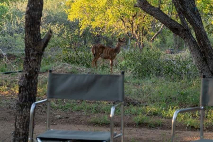 4 Day Kruger Glamping Budget Adventure - Day two: a long Kruger safari toward Orpen-Satara