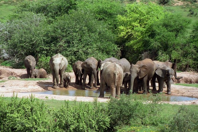5 Day Cape to Addo Safari - Garden Route Small Group Tour - Day one: whales, beer, and Cape Agulhas