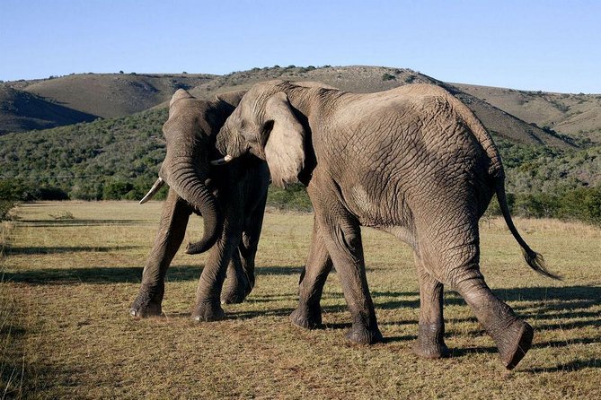 5 Day Cape to Addo Safari - Garden Route Small Group Tour - Day three: primates, bungee jumping, and Tsitsikamma