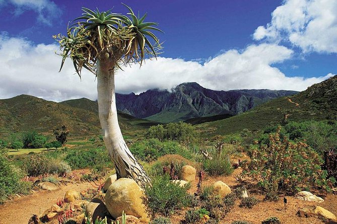5 Day Cape to Addo Safari - Garden Route Small Group Tour - Day four: surf culture and Addo elephants