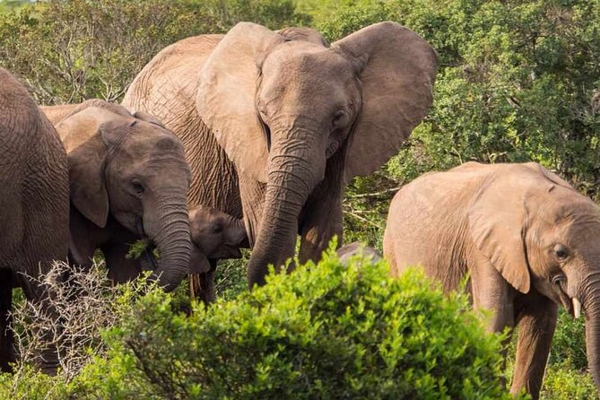 5 Day Garden Route and Addo Safari - Best of South Africa Small Group Tour - Day 4: Tsitsikamma, Bloukrans, and Knysna Heads