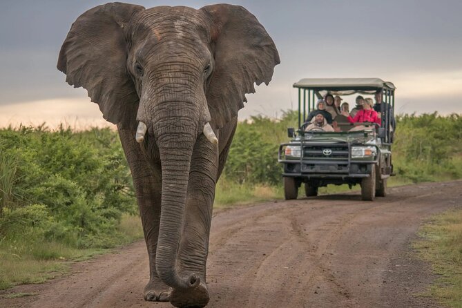 5 Day Garden Route and Addo Safari - Best of South Africa Small Group Tour - Day 1: Route 62, wine, and Oudtshoorn
