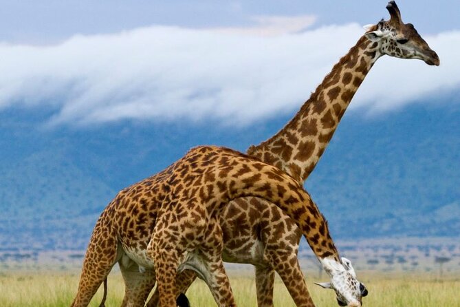 5 Day Garden Route Small Group Tour Fr CapeTown - Departs Mondays - Why this five-day route works