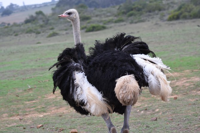 5 Day Garden Route Tour and Addo Elephant National Park - Day 5: Morning animals, Hermanus whales, and the road back to Cape Town