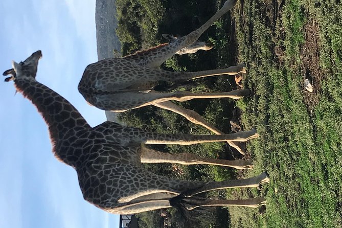 5 Day Garden Route Tour and Addo Elephant National Park - Guides, group size, and the pace of the road