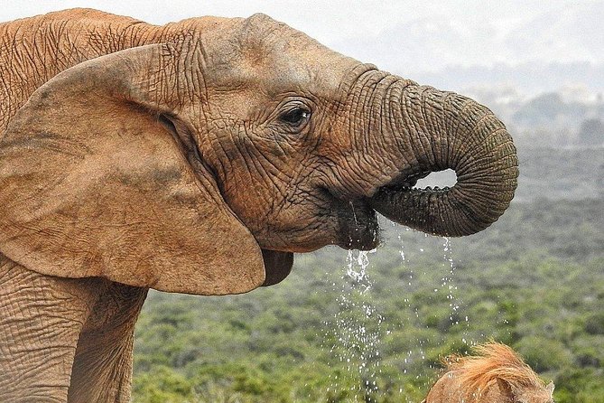 7-day Cape Town, Winelands, Garden Route and Addo National Park - Knysna and the Featherbed Nature Reserve