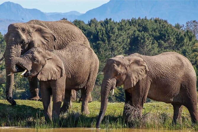 7-Day Garden Route Safari Adventure from Cape Town - What this seven-day Garden Route trip is really like