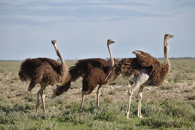 7-Day Garden Route Safari Adventure from Cape Town - Day 2: Forest paths, the Map of Africa, and Kaaimans River