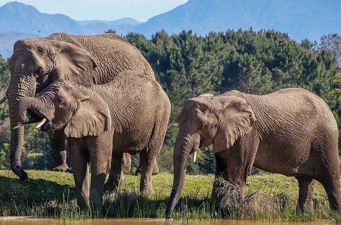 7-Day Garden Route Safari Adventure from Cape Town - Day 7: The long road back to Cape Town