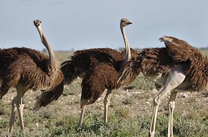 7-Day Garden Route Safari Adventure from Cape Town - What the $616.25 price does and does not cover