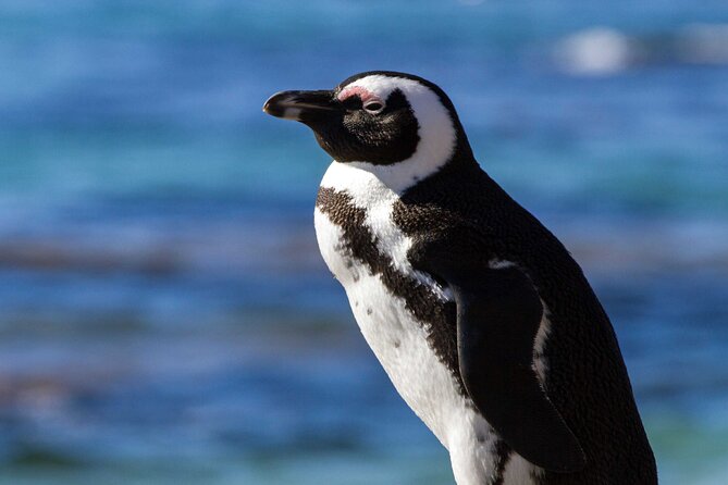 7 Day Garden Route to Addo, Cape Point and Winelands Combo tour - Route 62 turns a transfer into an experience