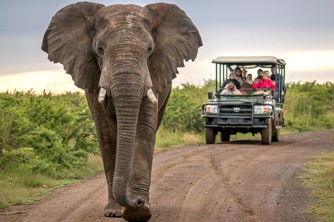 7 Day Garden Route to Addo, Cape Point and Winelands Combo tour - Tsitsikamma adds forests, bridges, and adrenaline