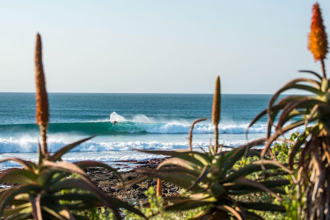 7 Day Garden Route to Addo, Cape Point and Winelands Combo tour - Cape Point and Boulders Beach complete the picture