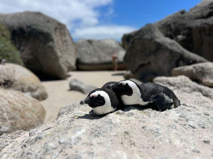 A Curious Adventure through Chapman’s Peak Drive: Cape Point - Chapman’s Peak Drive and Noordhoek Farm Village