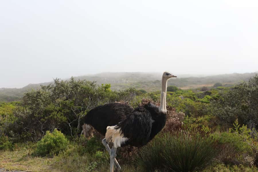 A Curious Adventure through Chapman’s Peak Drive: Cape Point - Reaching Cape Point and the lighthouse