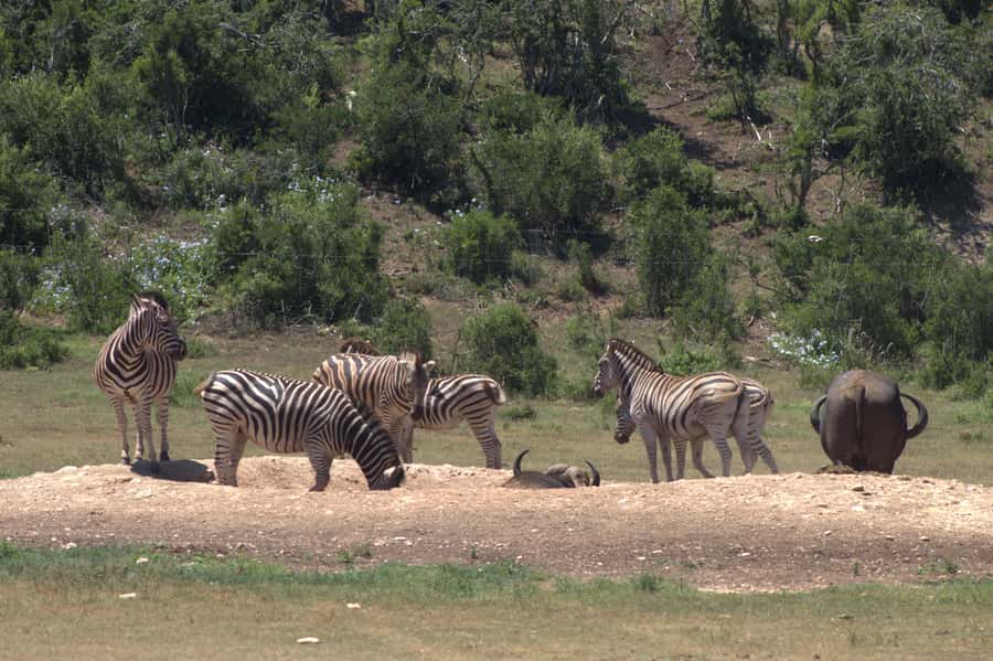 Addo big 5 tour - Key points to know before booking