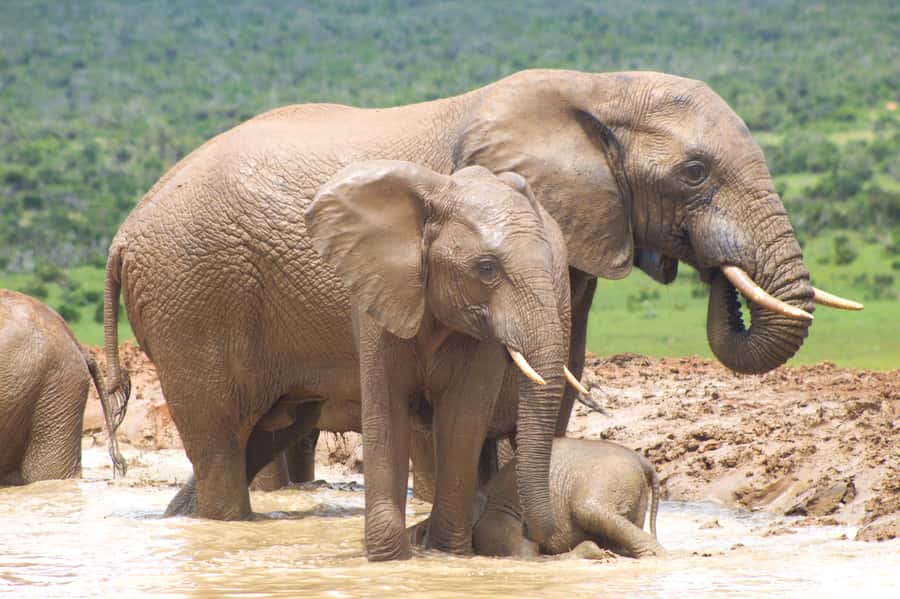Addo big 5 tour - Six hours among Addo’s elephants and other animals