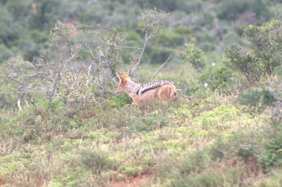 Addo big 5 tour - What the guide adds to the day
