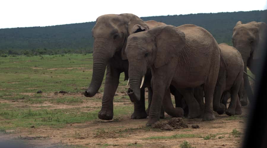 Addo big 5 tour - Should you book the Nama Tours Addo safari?
