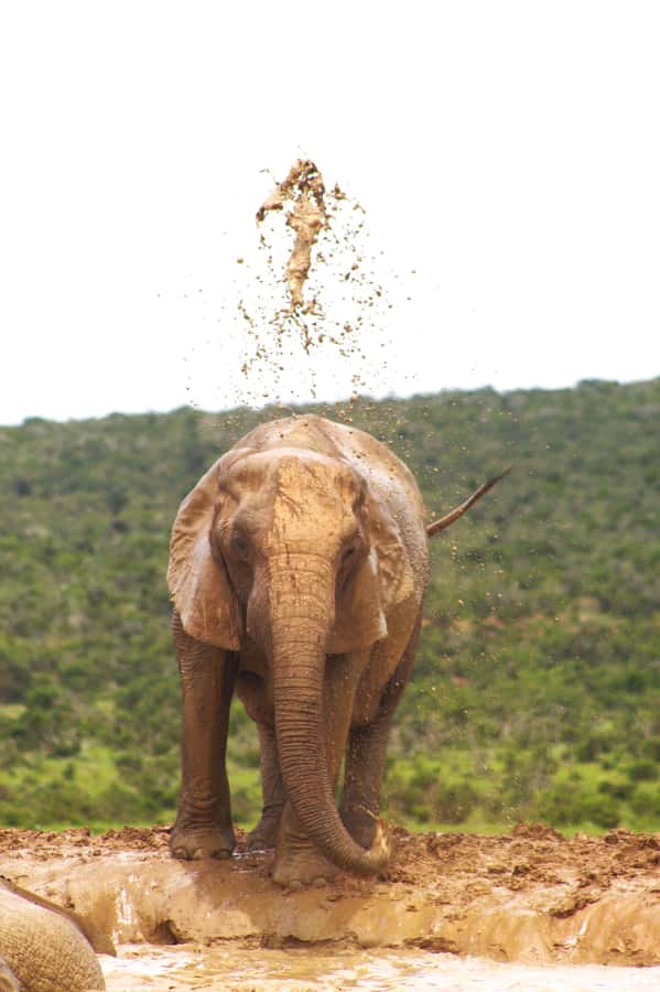 Addo big 5 tour - Starting in Gqeberha and getting to the park