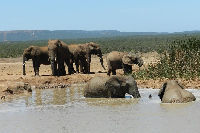 Addo Elephant 5 hour Morning Safari. - Why this five-hour Addo safari works well