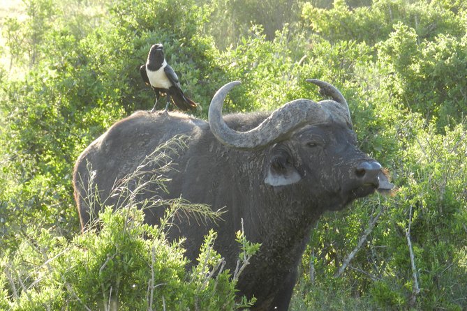 Addo Elephant 5 hour Morning Safari. - What the small group changes