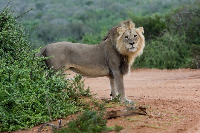 Addo Elephant 5 hour Morning Safari. - Hotel transfers and timing