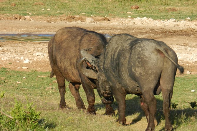 Addo Elephant 5 hour Morning Safari. - How the price compares with the experience