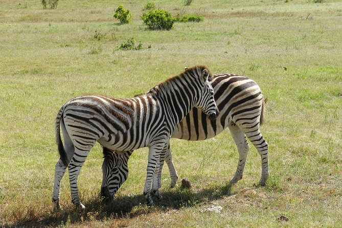 Addo Elephant 5 hour Morning Safari. - Who should book this experience